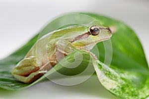 Green frog with bulging eyes golden