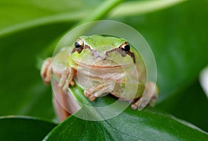 Green frog with bulging eyes golden