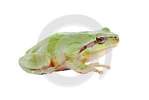 Green frog with bulging eyes golden