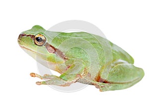 Green frog with bulging eyes golden