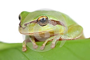 Green frog with bulging eyes golden on a leaf