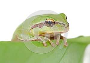 Green frog with bulging eyes golden on a leaf