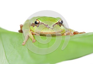 Green frog with bulging eyes golden on a leaf