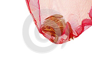 Green frog caught in a net, captured. Isolated white background.