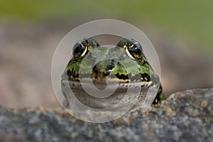 Green frog close up