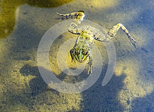 Green frog close-up swimming in the muddy water of the pond. Pelophylax esculentus. Amphibian