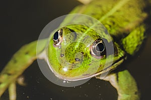 Green frog close up on water/green frog close up on water, top view