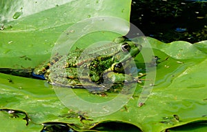 Green frog