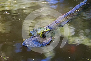 Green frog Common toad - Bufo bufo is on the surface of the pond