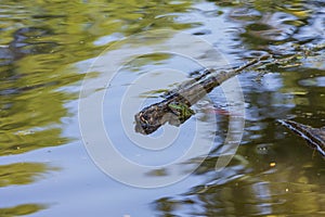 Green frog Common toad - Bufo bufo is on the surface of the pond
