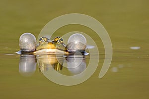 Green frog croaking on a beautiful background