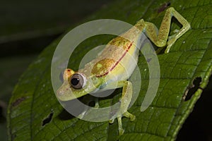 Green Frog, Ecuador