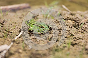 Green frog on the edge of a pond