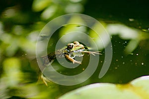 Green frog floating in a pond