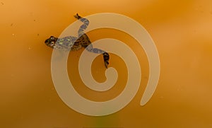 Green frog floating in water.