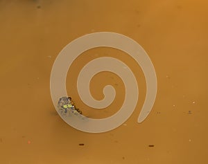 Green frog floating in water.