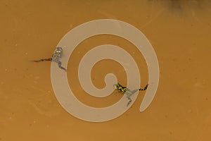 Green frog floating in water.