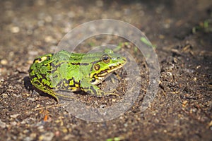 Green Frog - forest trail