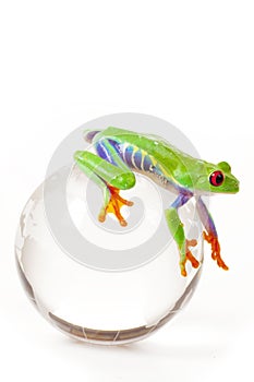 Green Frog on Globe