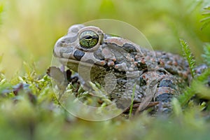 Green frog in grass in autumn with big green eyes