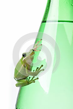Green Frog on Green Bottle