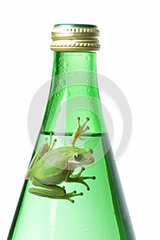 Green Frog on Green Bottle