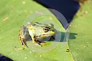 Green frog on green lily leaf in summer