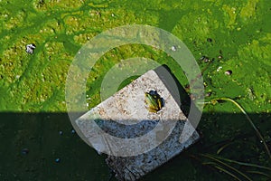 Green frog in the green pond on the plastic sheet.