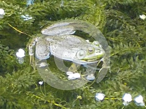 Green Frog on Greenery with White Flowers--Close-Up