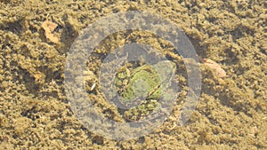 Green frog hide underwater in the pond. A frog sitting in water. Green frog swimming in the water. Jumping Frog. amphibian, amphib