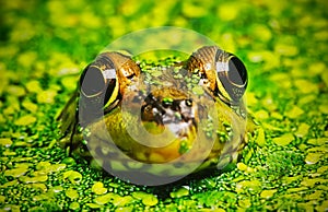 Green Frog hiding in Duckweed