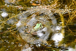 Green frog with his head out of the water