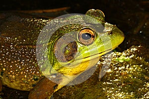 Green Frog Illinois Wildlife