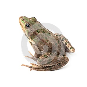 Green frog isolated