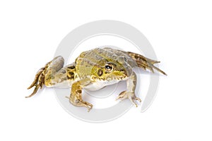 Green frog isolated on a white background