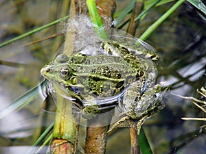 Green frog in Krka National Park