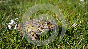 Green frog on a lawn photo