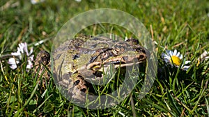 Green frog on a lawn photo