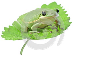 Green Frog on leaf