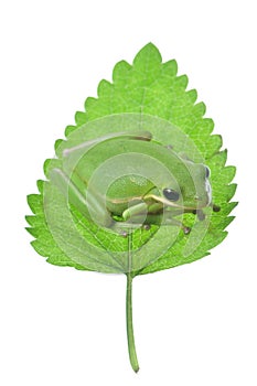 Green Frog on leaf