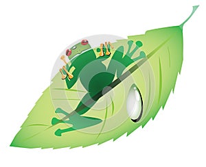 Green frog on a leaf