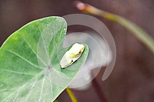 green frog on leaf, in Arenal Volcano area in costa rica central america