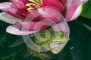 A green frog lies on the petals of a water Lily. Macrophotography