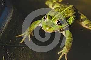 Green frog lies on water/green frog lies on water, top view