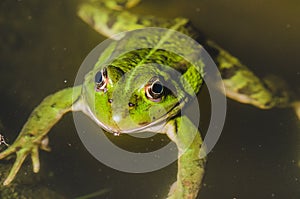 Green frog lies on water/green frog lies on water, top view