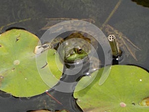 Green Frog on Lily Pad with White Flowers--Close-Up
