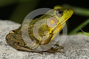 Green Frog - Lithobates clamitans