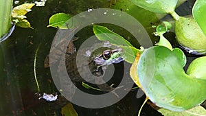 Green Frog, Lithobates clamitans, partially submerged