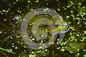 Green Frog Lithobates clamitans in the pond