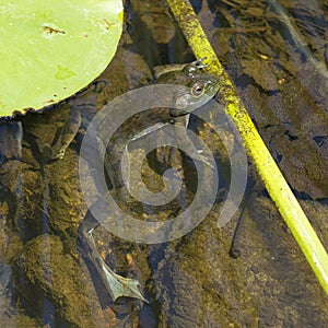 Green frog (Lithobates clamitans) in a pond